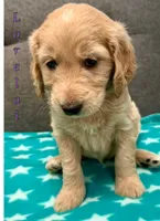 “Lorelai” - Purple, a female Goldendoodle for sale in Fayetteville, NC – Photo 1 of 6