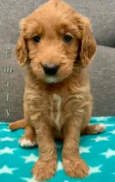 “Emily” - Mint, a female Goldendoodle for sale in Fayetteville, NC – Photo 1 of 7