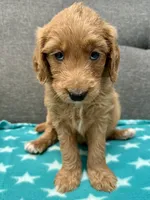 “Emily” - Mint, a female Goldendoodle for sale in Fayetteville, NC – Photo 2 of 7