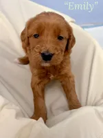 “Emily” - Mint, a female Goldendoodle for sale in Fayetteville, NC – Photo 3 of 7