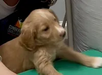 “Logan” - Green, a male Goldendoodle for sale in Fayetteville, NC – Photo 5 of 10