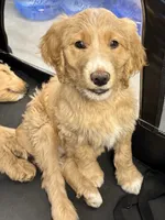 “Logan” - Green, a male Goldendoodle for sale in Fayetteville, NC – Photo 1 of 10