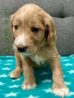 “Logan” - Green, a male Goldendoodle for sale in Fayetteville, NC – Photo 7 of 10