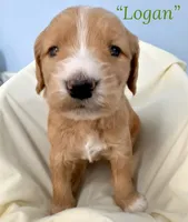 “Logan” - Green, a male Goldendoodle for sale in Fayetteville, NC – Photo 8 of 10