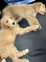 “Logan” - Green, a male Goldendoodle for sale in Fayetteville, NC – Photo 3 of 10