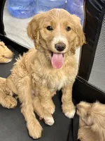 “Logan” - Green, a male Goldendoodle for sale in Fayetteville, NC – Photo 2 of 10