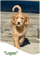 “Logan” - Green, a male Goldendoodle for sale in Fayetteville, NC – Photo 4 of 10