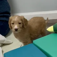 “Logan” - Green, a male Goldendoodle for sale in Fayetteville, NC – Photo 6 of 10