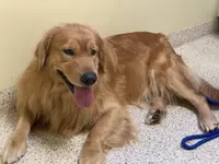 “Jess” - Red, a male Goldendoodle for sale in Fayetteville, NC – Photo 10 of 10