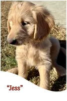 “Jess” - Red, a male Goldendoodle for sale in Fayetteville, NC – Photo 3 of 10