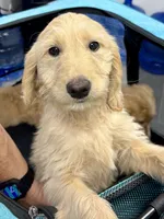 “Jess” - Red, a male Goldendoodle for sale in Fayetteville, NC – Photo 1 of 10