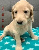 “Jess” - Red, a male Goldendoodle for sale in Fayetteville, NC – Photo 7 of 10