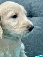 “Jess” - Red, a male Goldendoodle for sale in Fayetteville, NC – Photo 8 of 10