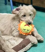 “Jess” - Red, a male Goldendoodle for sale in Fayetteville, NC – Photo 2 of 10