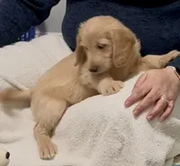 “Jess” - Red, a male Goldendoodle for sale in Fayetteville, NC – Photo 5 of 10