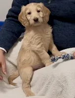 “Jess” - Red, a male Goldendoodle for sale in Fayetteville, NC – Photo 4 of 10