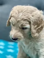 “Rory” - Peach, a female Goldendoodle for sale in Fayetteville, NC – Photo 5 of 8
