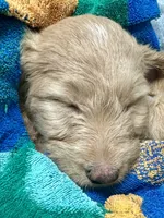 “Rory” - Peach, a female Goldendoodle for sale in Fayetteville, NC – Photo 3 of 8