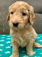 “Rory” - Peach, a female Goldendoodle for sale in Fayetteville, NC – Photo 2 of 8
