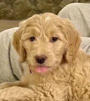 “Rory” - Peach, a female Goldendoodle for sale in Fayetteville, NC – Photo 1 of 8