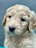 “Rory” - Peach, a female Goldendoodle for sale in Fayetteville, NC – Photo 4 of 8