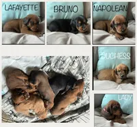 Duchess , a female Goldendoodle and Redbone Coonhound for sale in Yemassee, SC – 3 of 5