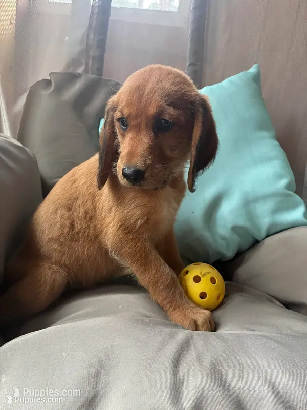 Duchess *Reduced!  – Goldendoodle, Redbone Coonhound puppy for sale in Yemassee, SC