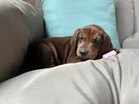 Lady, a female Goldendoodle and Redbone Coonhound for sale in Yemassee, SC – 1 of 6