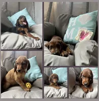 Duchess *Reduced! , a female Goldendoodle and Redbone Coonhound for sale in Yemassee, SC – 3 of 8