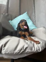Bruno ^^^see note in description , a male Goldendoodle and Redbone Coonhound for sale in Yemassee, SC – 2 of 6