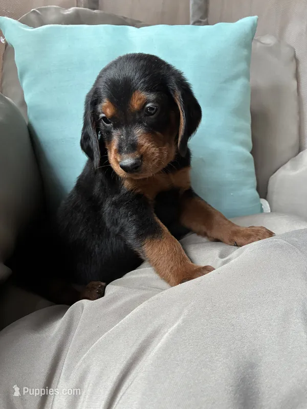 Bruno – Goldendoodle, Redbone Coonhound puppy for sale in Yemassee, SC