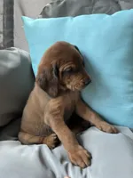 Napolean , a male Goldendoodle and Redbone Coonhound for sale in Yemassee, SC – 2 of 5