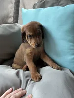Lafayette, a male Goldendoodle and Redbone Coonhound for sale in Yemassee, SC – 2 of 6
