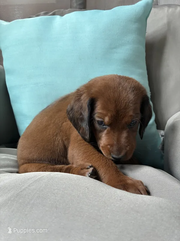 Lafayette – Goldendoodle, Redbone Coonhound puppy for sale in Yemassee, SC