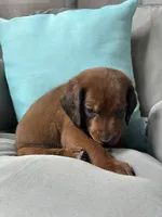 Lafayette, a male Goldendoodle and Redbone Coonhound for sale in Yemassee, SC – 1 of 6