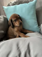 Napolean , a male Goldendoodle and Redbone Coonhound for sale in Yemassee, SC – 1 of 5