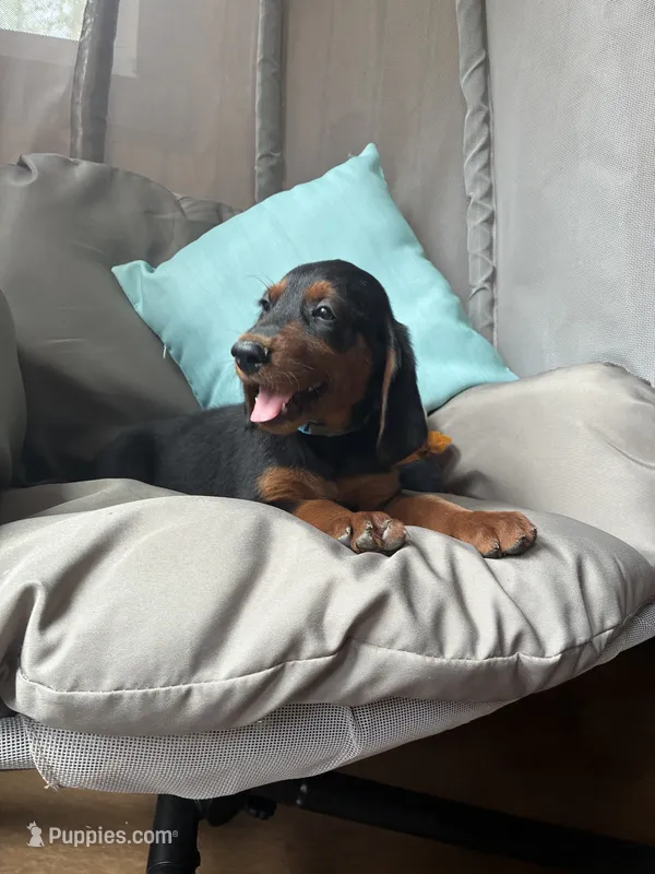 Bruno ^^^see note in description  – Goldendoodle, Redbone Coonhound puppy for sale in Yemassee, SC