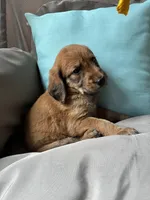 Duchess , a female Goldendoodle and Redbone Coonhound for sale in Yemassee, SC – 1 of 5