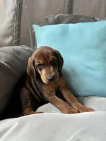 Lady, a female Goldendoodle and Redbone Coonhound for sale in Yemassee, SC – 2 of 6