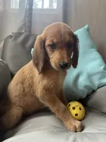 Duchess *Reduced! , a female Goldendoodle and Redbone Coonhound for sale in Yemassee, SC – 2 of 8