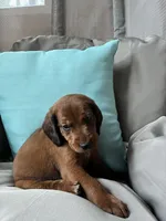 Lafayette, a male Goldendoodle and Redbone Coonhound for sale in Yemassee, SC – 3 of 6