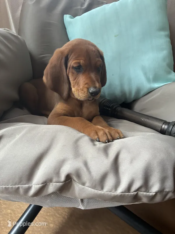 Napolean  *Reduced!  – Goldendoodle, Redbone Coonhound puppy for sale in Yemassee, SC