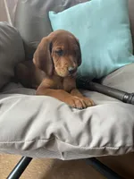 Napolean  *Reduced! , a male Goldendoodle and Redbone Coonhound for sale in Yemassee, SC – 1 of 7