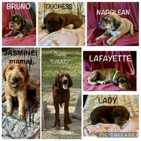 Bruno, a male Goldendoodle and Redbone Coonhound for sale in Yemassee, SC – 3 of 4