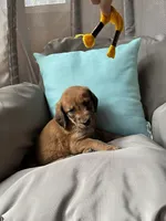 Duchess , a female Goldendoodle and Redbone Coonhound for sale in Yemassee, SC – 2 of 5