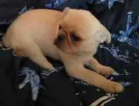 Puggy, a male Pug for sale in Richmond City, VA – 5 of 5