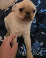 Puggy, a male Pug for sale in Richmond City, VA – 2 of 5