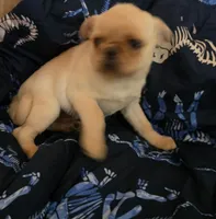 Puggy, a male Pug for sale in Richmond City, VA – 3 of 5
