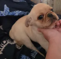 Puggy, a male Pug for sale in Richmond City, VA – 4 of 5