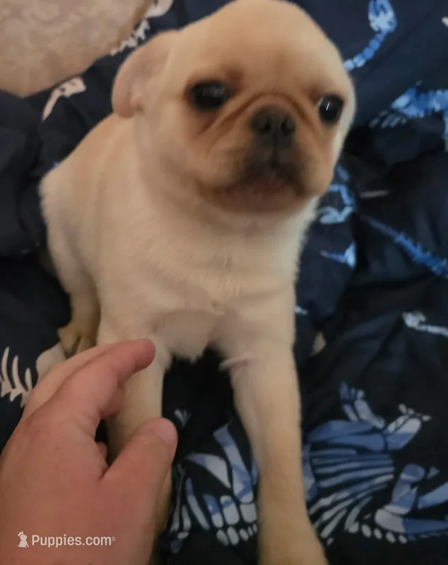Puggy – Pug puppy for sale in Richmond City, VA